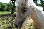 pony, horse, white