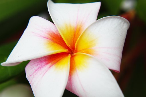 Free Flower Tropical photo and picture