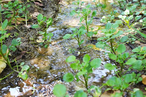 Free Water River photo and picture
