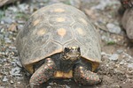 turtle, pet, tortoise