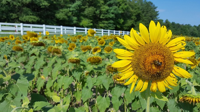 Free Sunflowers Beautiful Flowers photo and picture