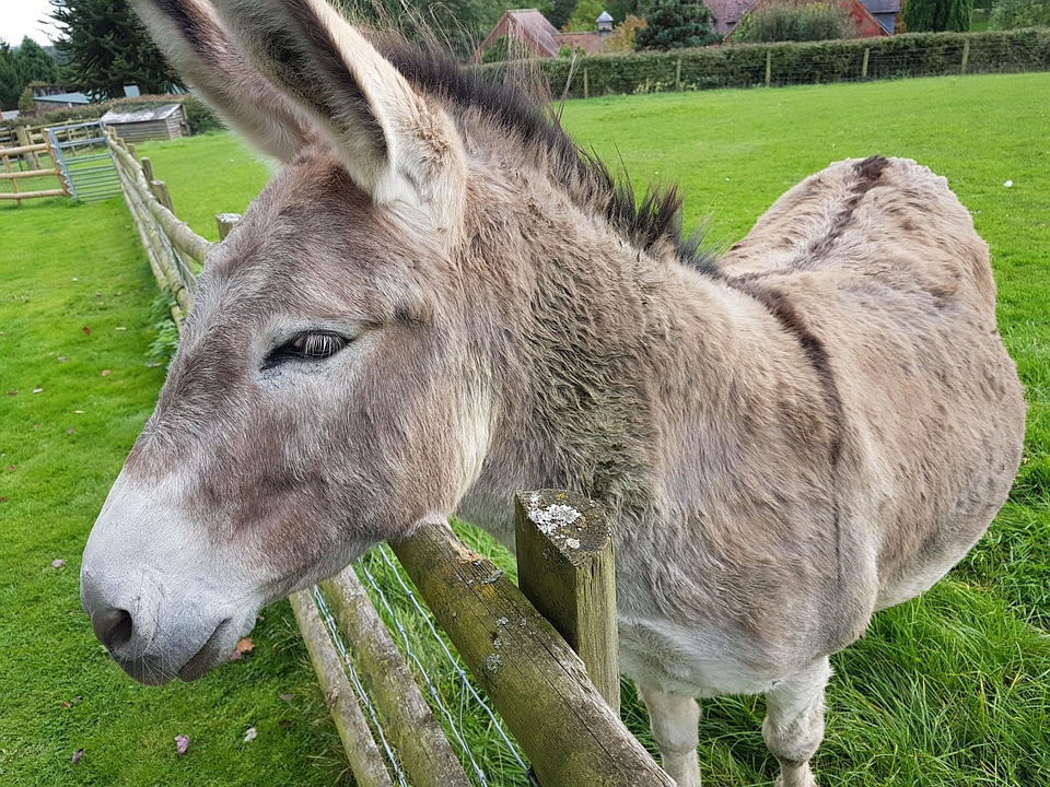 Donkey Animal · Free photo on Pixabay
