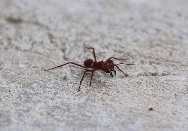 Fourmi Insecte Fourmi Insecte Fermer Les Fourmis - Photo gratuite sur Pixabay - Pixabay