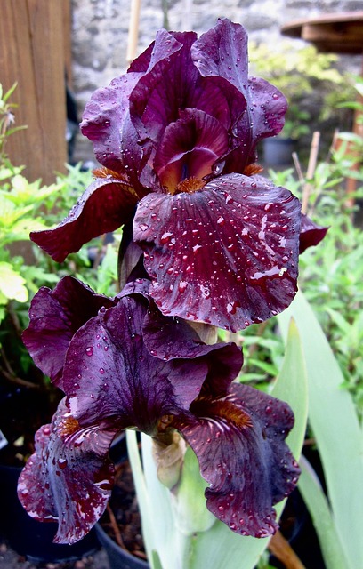 Blume, Schöne Blumen, Iris, Blumentapete
