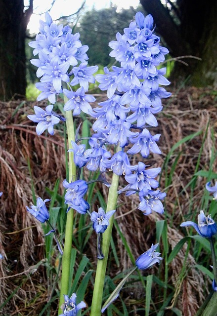 Glockenblumen, Blau, Blume, Wild