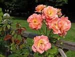 rose, flower, tea
