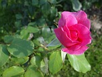 rose, flower, pink