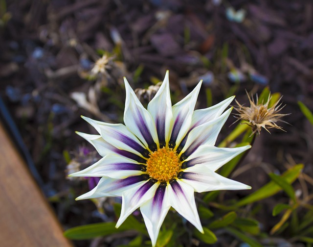Free Flower Beautiful Flowers photo and picture