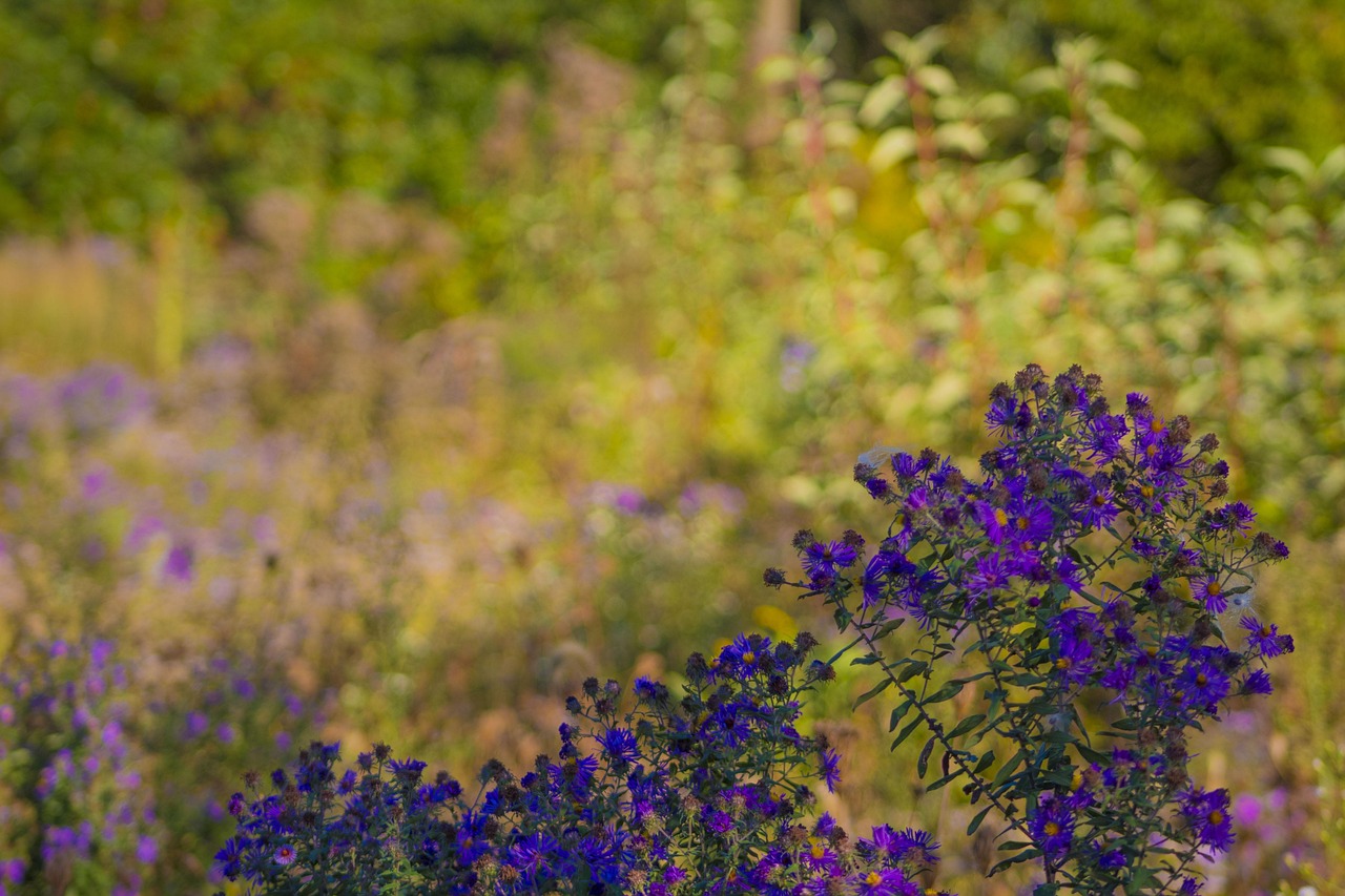 Flores Moradas Paisaje Floral - Foto gratis en Pixabay - Pixabay