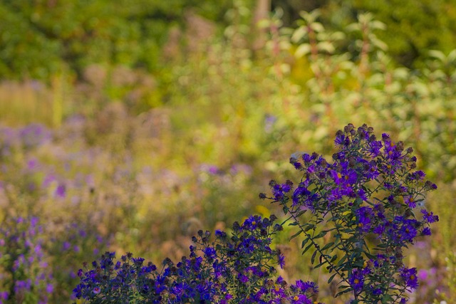 Free Purple Flowers Nature photo and picture