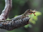 animal, types of salamanders fence, hue