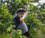 wildlife, species vọoc shanked brown, son tra peninsula