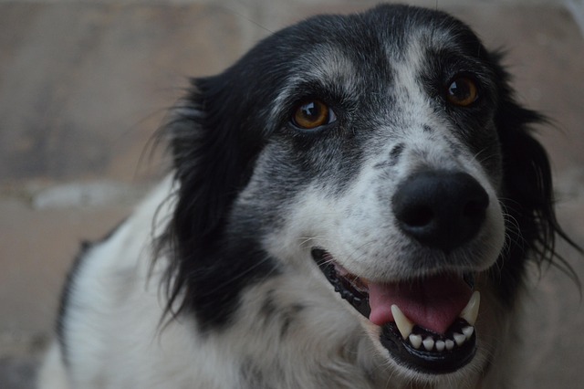 dog, nature, pet, animal, best friend