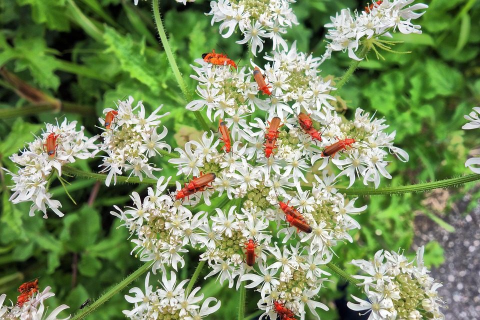 Insecte Scarabée Soldat Rouge - Photo gratuite sur Pixabay - Pixabay