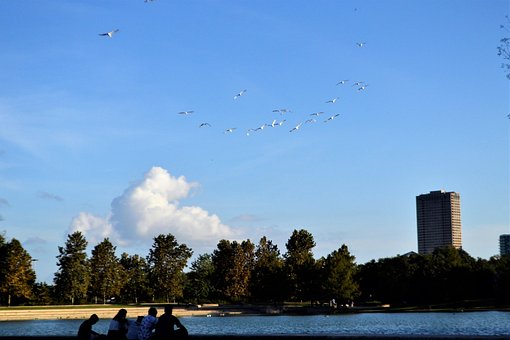 Đàn, Chim, Gia Đình, Hồ, Houston, Texas