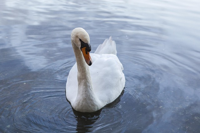 Free Uk Nature photo and picture