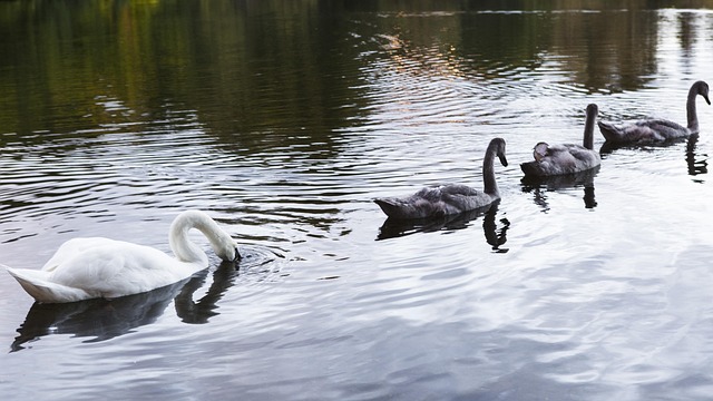 Free Uk Scotland photo and picture