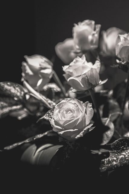 Free Flower Rose photo and picture