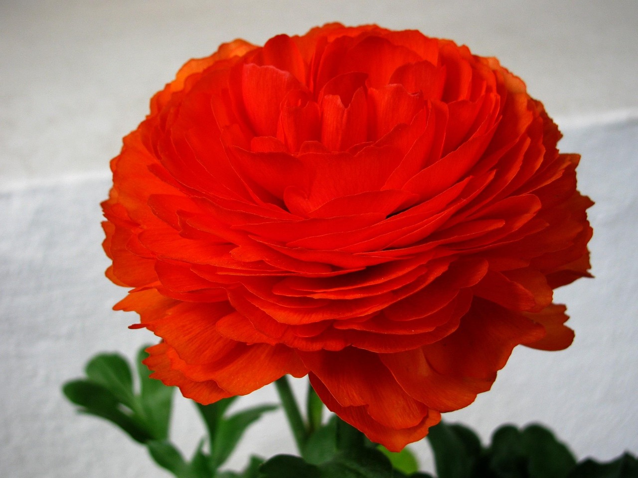 Orange Blossom Bloom Summer Free photo on Pixabay Pixabay