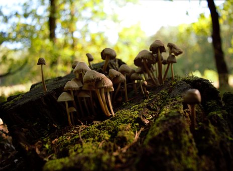 Efterår, Svampe, Stump, Skov