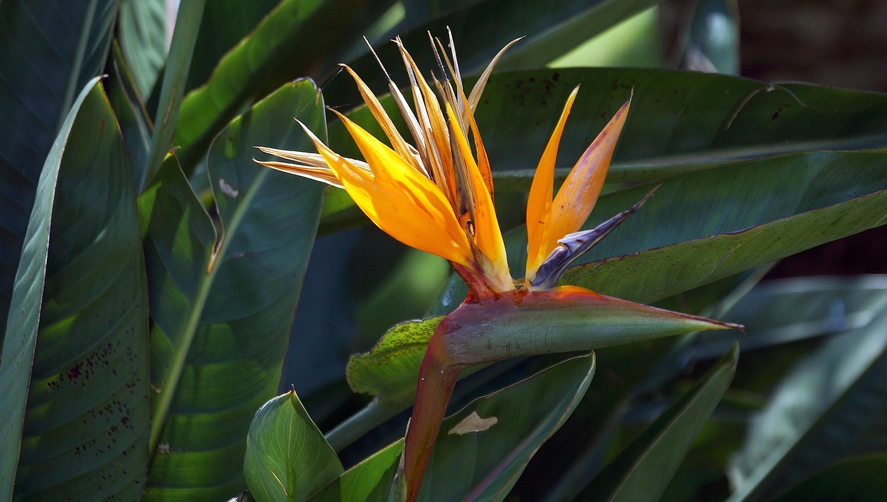 Flower Bird Of Paradise Tropical Free photo on Pixabay Pixabay