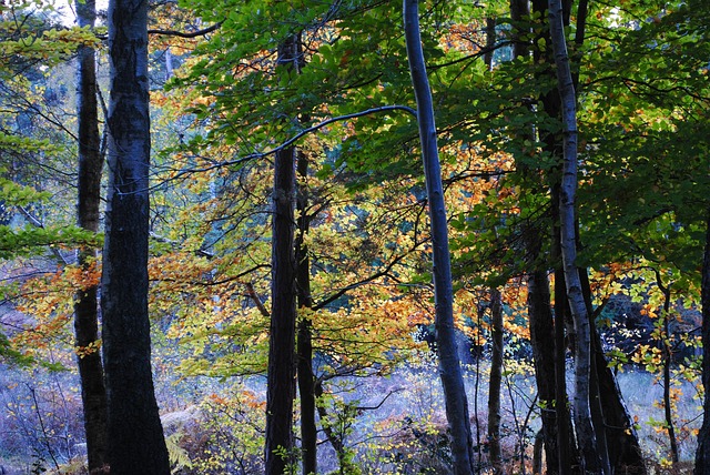 Free Burnham Beeches photo and picture