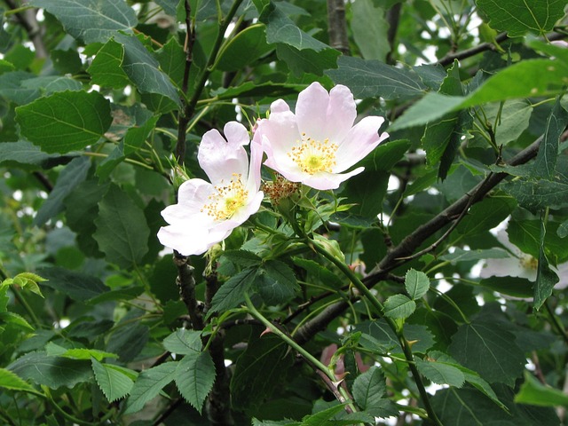 Free Blossom Bloom photo and picture