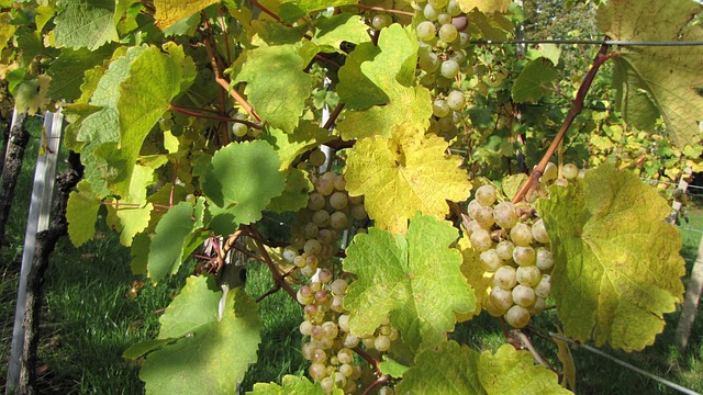 Free Grapevine Fall photo and picture