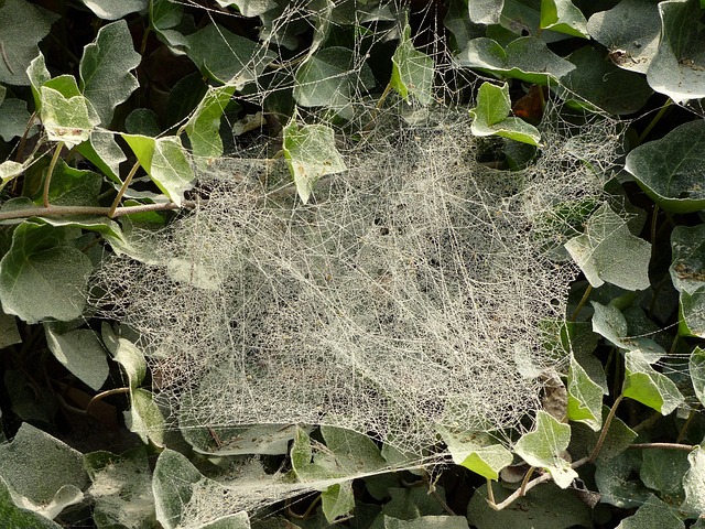 Free Dust Cobwebs photo and picture
