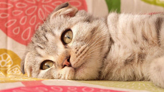 Gato, Pliegues, Corto Británico