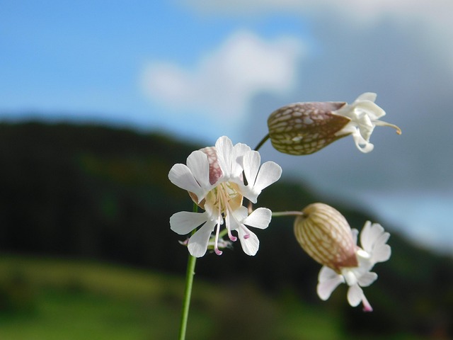 Herbst, Blume, Blumen Hintergrund