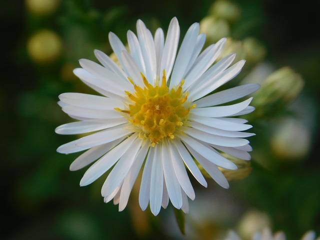 Herbst, Schöne Blumen, Blumentapete