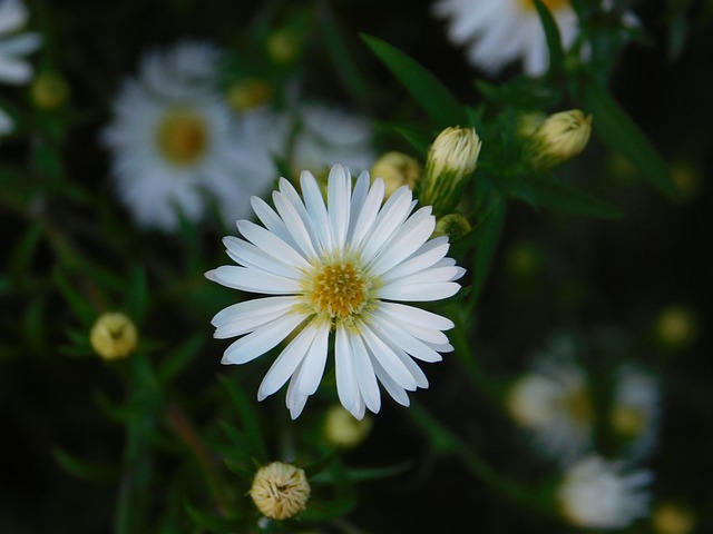 Herbst, Schöne Blumen, Blume