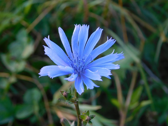Herbst, Blumentapete, Blumen Hintergrund