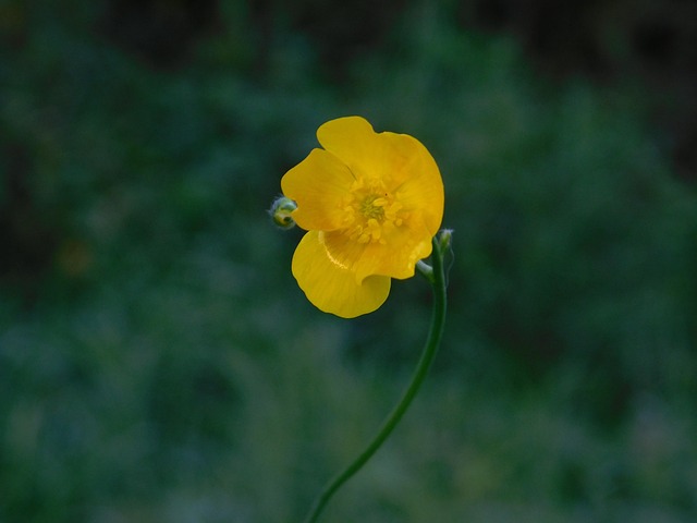 Herbst, Blume, Blumen Hintergrund