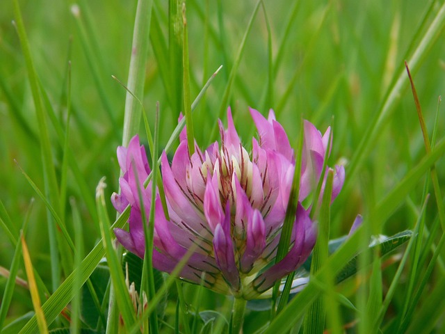 Herbst, Schöne Blumen, Blume