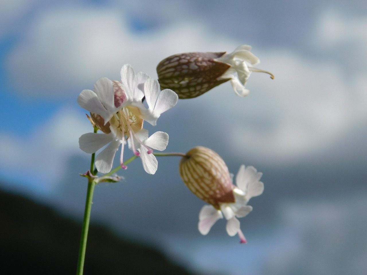 秋天 花 - Pixabay上的免费照片 - Pixabay