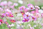 landscape, plant, flowers