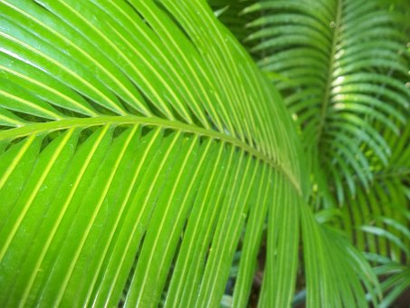 Coco, Verde, Tropical, Verão, Natureza