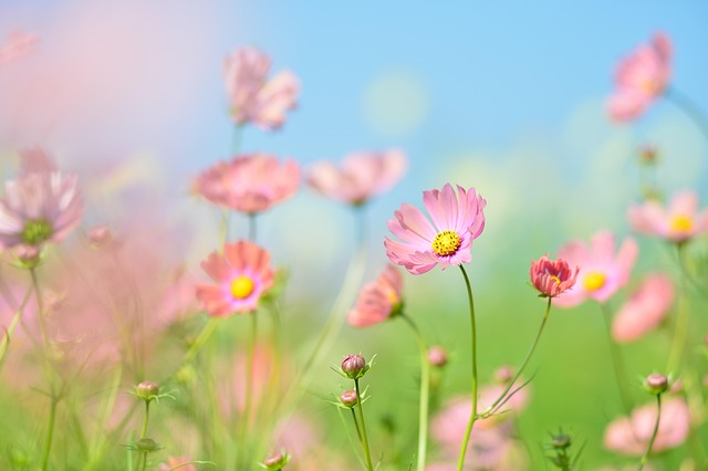 Free Cosmos Flowers photo and picture