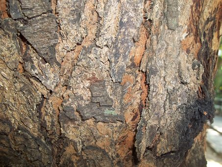 Madeira, Textura De Madeira, Textura