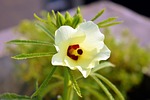 okra flower, lady finger, plants