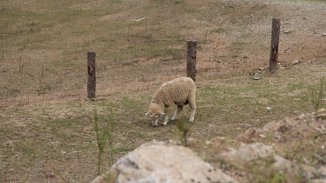 Yang Sheep Ranch Daegwallyeong - Free photo on Pixabay - Pixabay