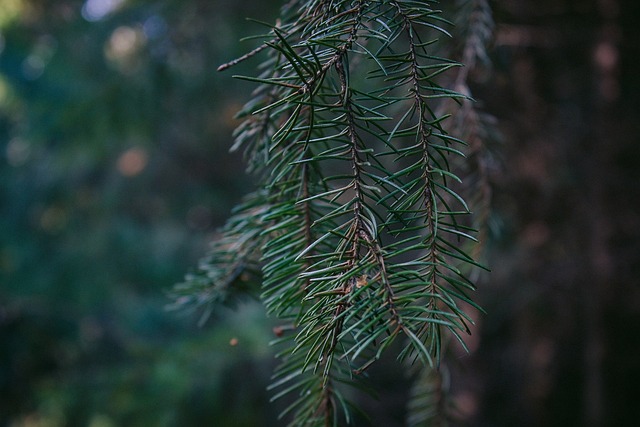 Free No One Nature photo and picture