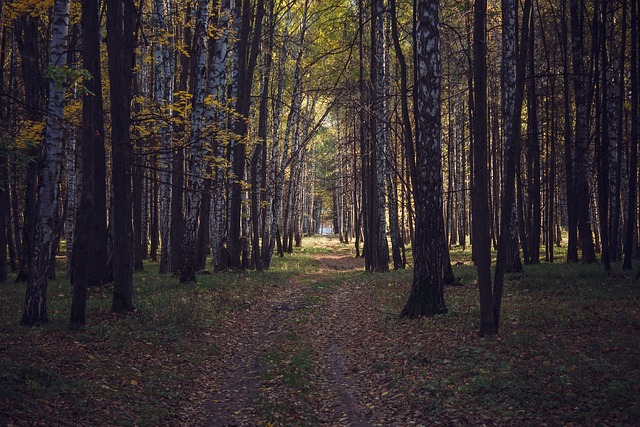Free Wood Landscape photo and picture