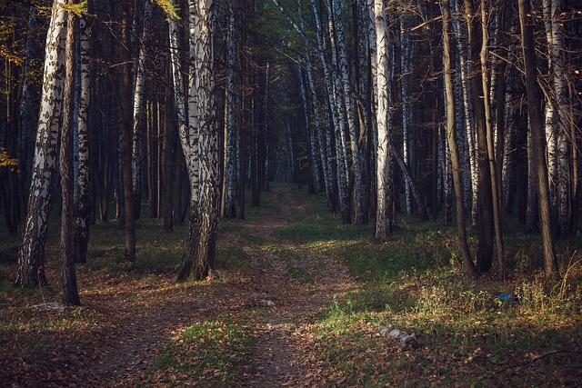 Free Wood Landscape photo and picture