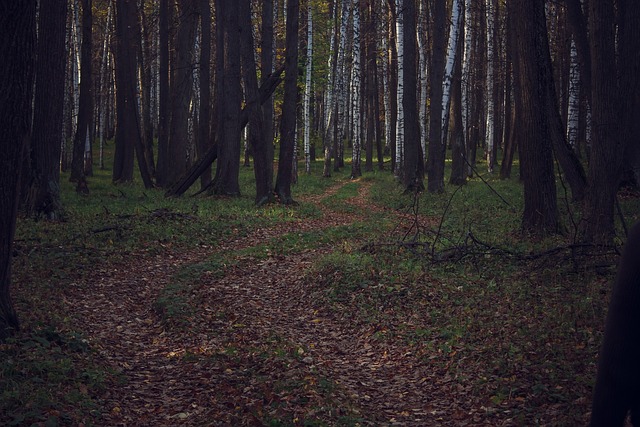 Free Wood Landscape photo and picture