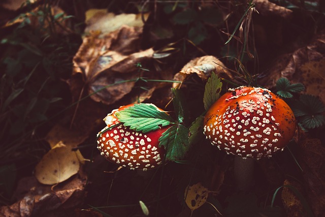 Free No One Mushroom photo and picture