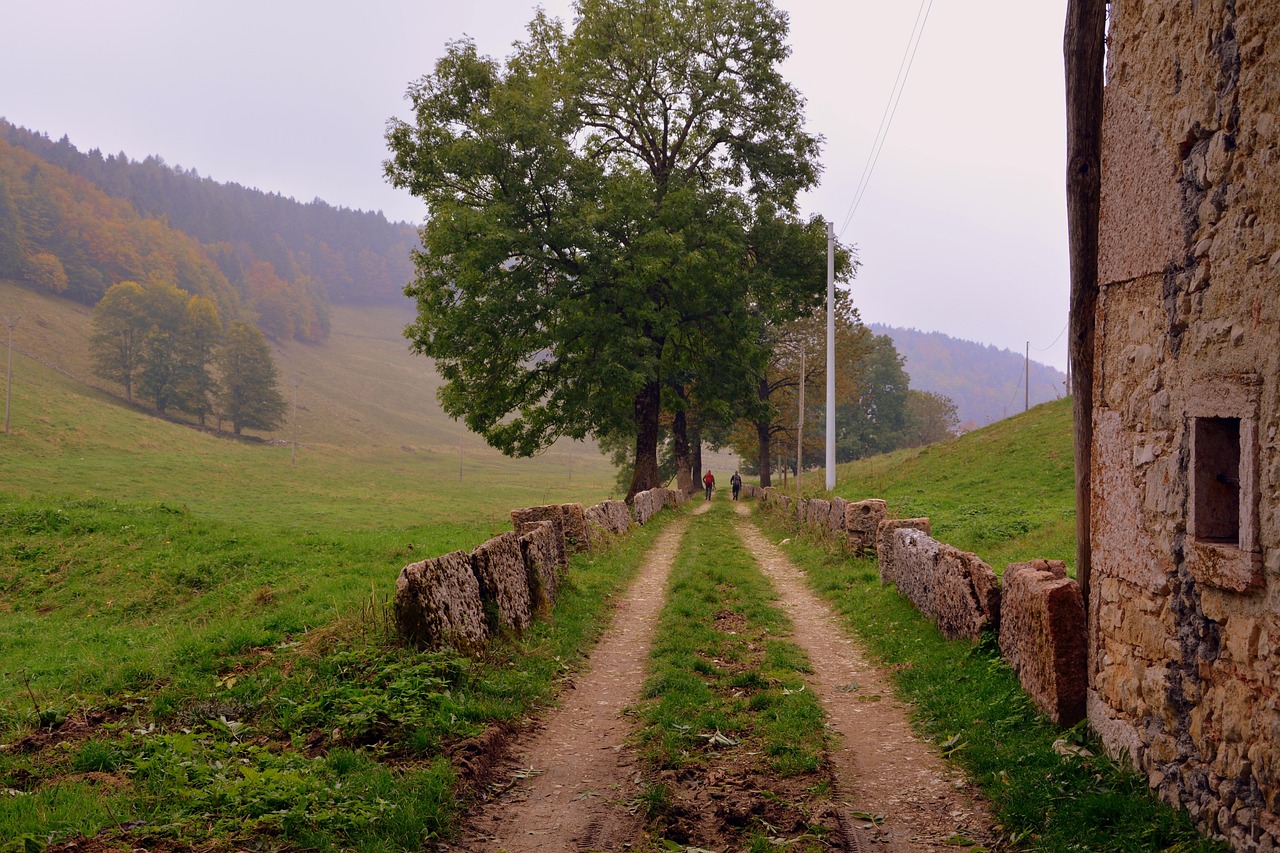Trail Via Trees - Free photo on Pixabay