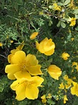 yellow flower, anatolian plants, turkey